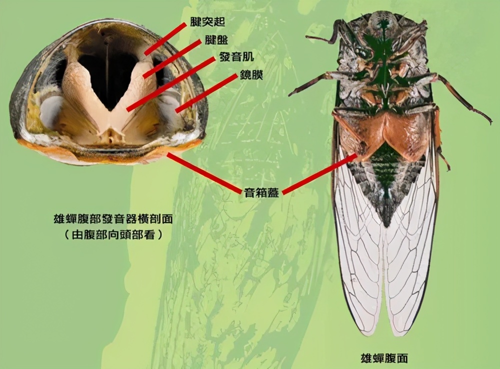 為什么天越熱，蟬叫得越厲害？