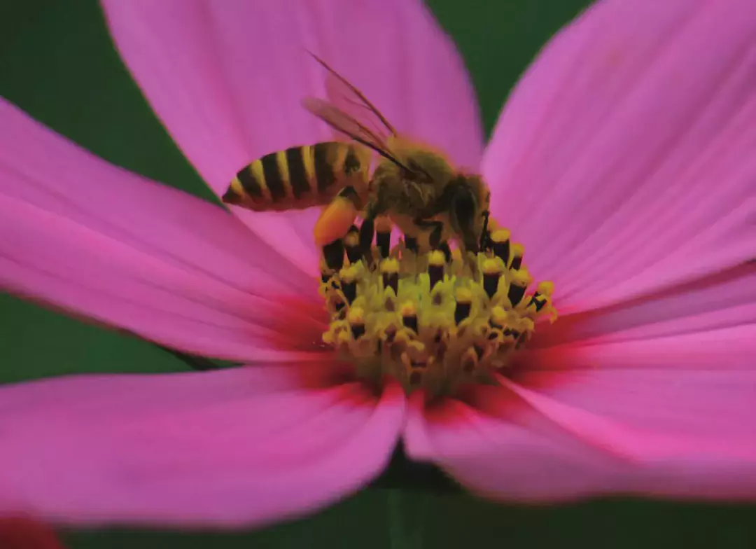 如何區(qū)分黃蜂、蜜蜂、馬蜂、胡蜂……各種蜂？